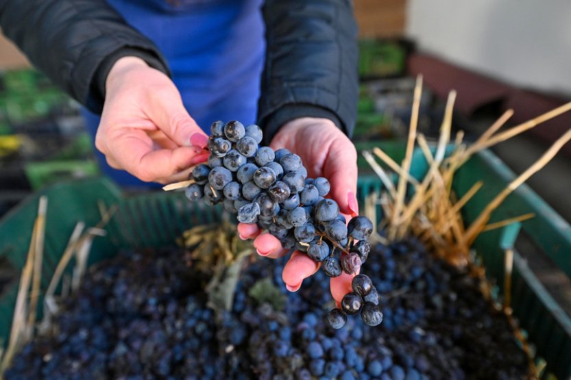 Hrozny na slámové víno vysychají od konce října, na lisování si počkají do února
