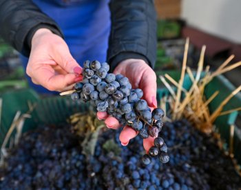 Hrozny na slámové víno vysychají od konce října, na lisování si počkají do února
