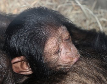V zoo Plzeň se na konci roku narodil sameček vzácného poddruhu šimpanze čego
