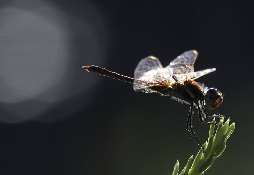 Vědci z AV ČR zveřejnili teorii, že křídla hmyzu se mohla vyvinout ze žaber