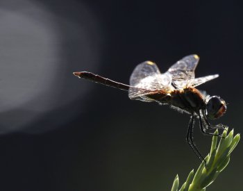 Vědci z AV ČR zveřejnili teorii, že křídla hmyzu se mohla vyvinout ze žaber