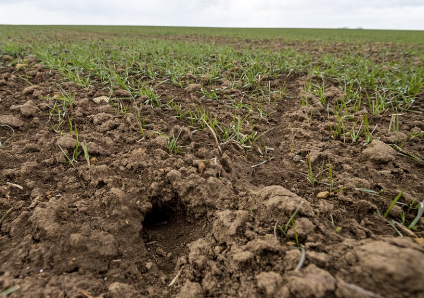 Počet hrabošů na polích se takřka ztrojnásobil, nejhorší situace je na Olomoucku