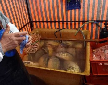 Muž v Brně prodával leklé kapry, potom napadl inspektorky veterinární správy