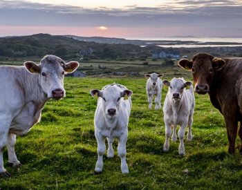 České farmy jsou více než desetkrát větší než v Polsku, podle svazu je to výhoda
