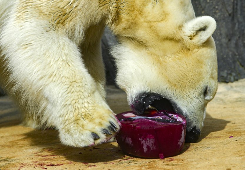 Lední medvěd Tom opustí na jaře pražskou zoo, zamíří do Kazachstánu