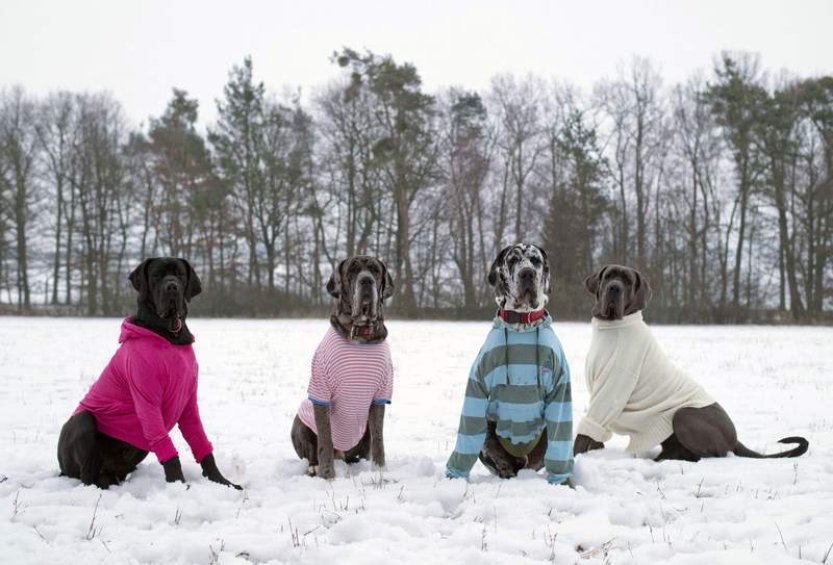 Mrazivé počasí přeje prodejům zimního oblečení, bundy Češi kupují i svým psům