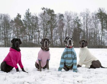 Mrazivé počasí přeje prodejům zimního oblečení, bundy Češi kupují i svým psům