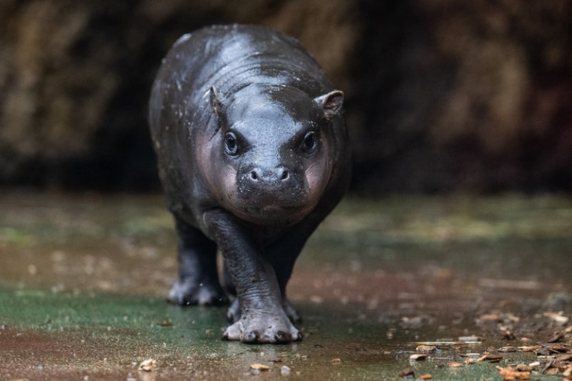 V Safari Parku Dvůr Králové se narodilo mládě vzácného hrošíka liberijského