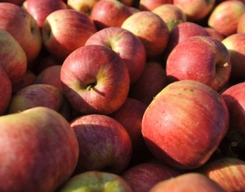 Sklizeň ovoce loni klesla o 26 procent, jablek bylo nejméně od roku 2011