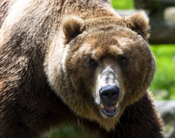 Čínská zoo se hájí a ujišťuje, že nevydává člověka za medvěda