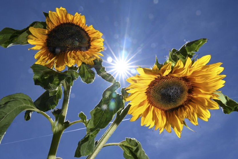 Americký farmář vysázel pro manželku ke zlaté svatbě pole slunečnic