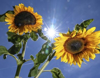 Americký farmář vysázel pro manželku ke zlaté svatbě pole slunečnic