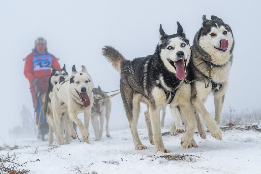 V Orlických horách v úterý začne extrémní závod psích spřežení Šediváčkův long