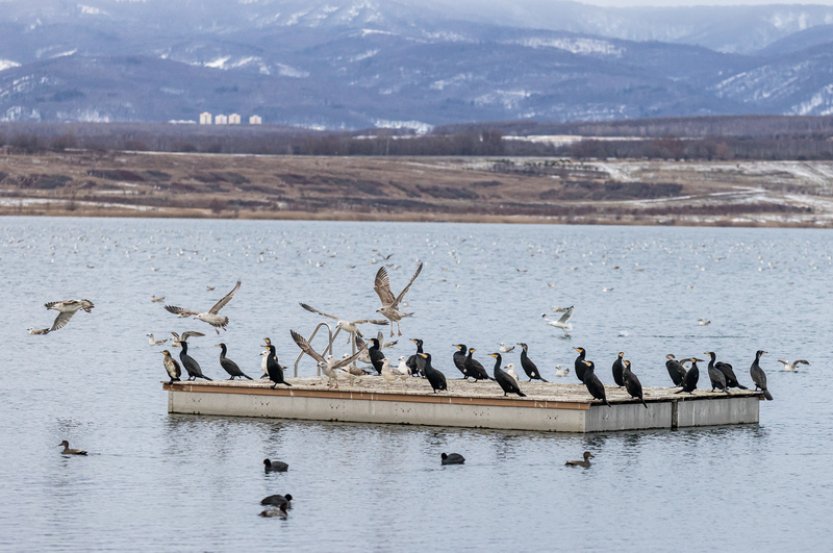 Jezero Most se pyšní více než 8000 zimujícími ptáky, spočítali ornitologové