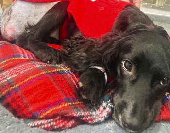 Štěně narozené v Británii se šesti nohama je po operaci jako normální pes