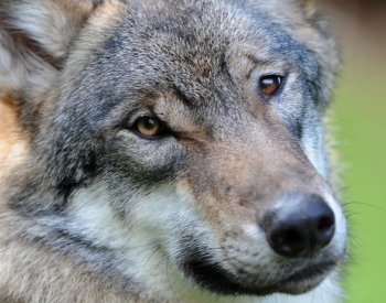 Vlků na Šumavě přibývá, vědci zkoumají jejich vliv na obnovu lesa