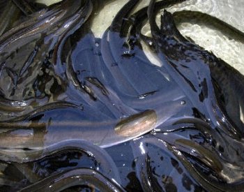 Izraelská společnost vypěstovala úhoří maso v laboratoři