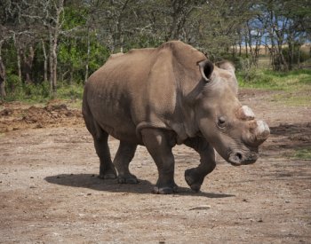 Vědci se přiblížili záchraně nosorožce bílého severního, přenesli embryo
