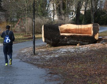 Park v Olomouci zdobí obří lavička vyrobená z torza vzrostlého jasanu