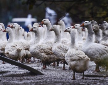 V ČR jsou letos první případy ptačí chřipky u volně žijících ptáků, na jihu Čech