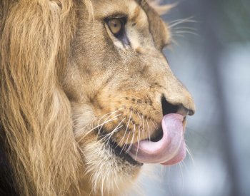 Lvi v Africe zvládají ulovit méně zeber a můžou za to mravenci, zjistili vědci