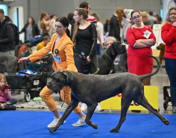 Česko je v Evropě kynologickou velmocí, chovatelů psů je víc než před covidem