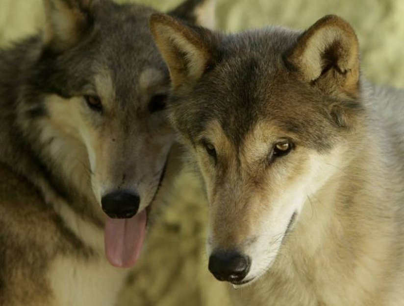 Hradecký kraj dal výjimku na lov problémových vlků, nejde o okamžitý odstřel