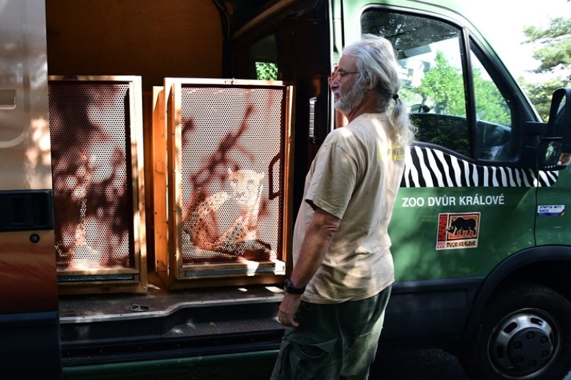 Olomoucká zoo po roční pauze obnovila chov gepardů, získala dva samce