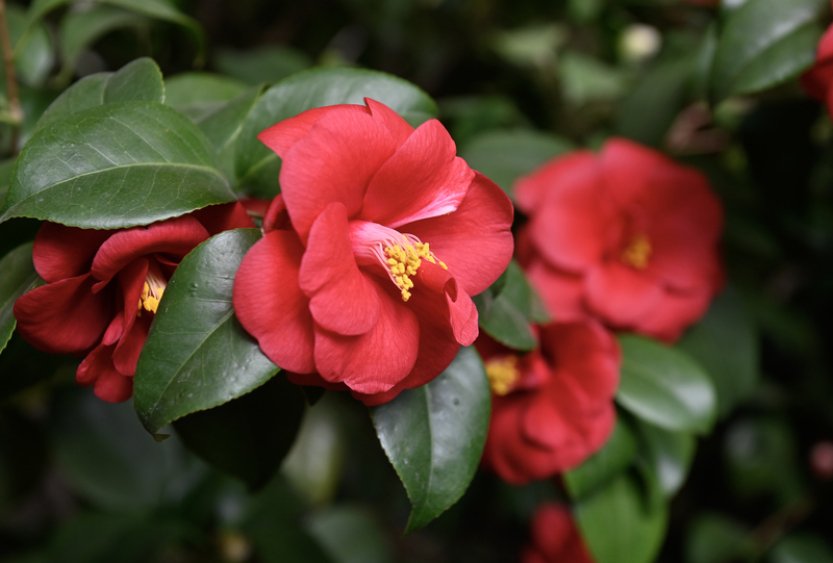 Skleníky v Květné zahradě v Kroměříži opět zdobí desítky rozkvetlých kamélií