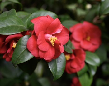 Skleníky v Květné zahradě v Kroměříži opět zdobí desítky rozkvetlých kamélií