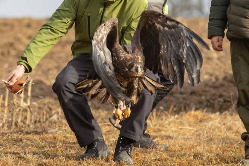 Orel mořský se po mnohaměsíční léčbě mohl u Horní Cerekve vrátit do přírody