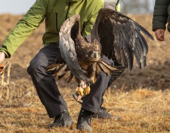 Orel mořský se po mnohaměsíční léčbě mohl u Horní Cerekve vrátit do přírody
