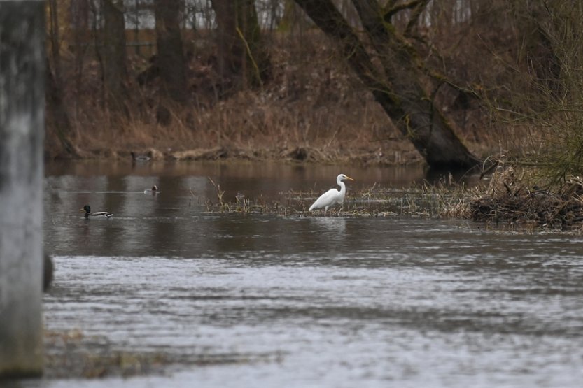 U Libockých mokřadů v Kynšperku dnes lidé pozorovali vodní ptáky