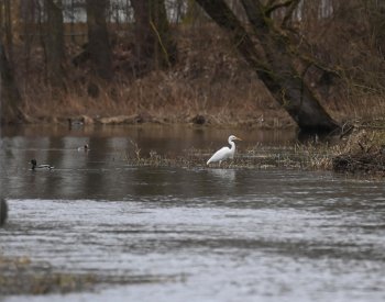 U Libockých mokřadů v Kynšperku dnes lidé pozorovali vodní ptáky