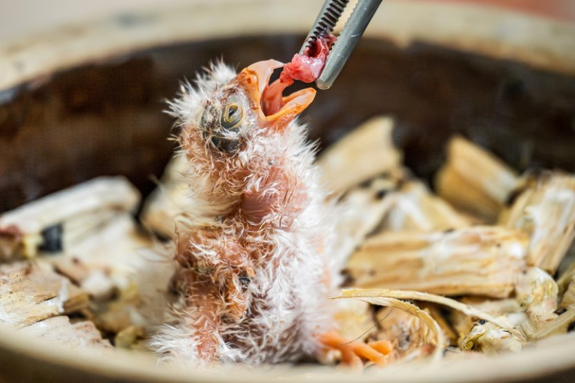 Ve dvorském safari parku se vylíhlo poprvé mládě sokolíka afrického