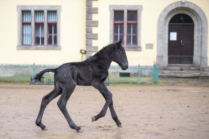 Slatiňanský hřebčín uvítal první hříbě letošního roku, jmenuje se Pariota