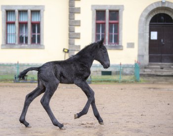 Slatiňanský hřebčín uvítal první hříbě letošního roku, jmenuje se Pariota