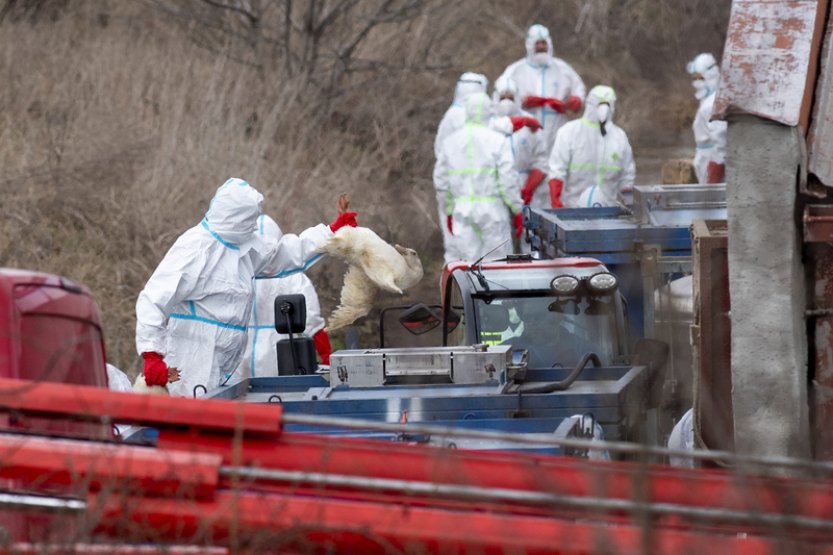 V chovu na Třebíčsku je ptačí chřipka, bude nutné utratit 50.000 kachen