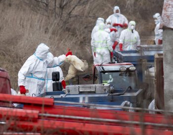 V chovu na Třebíčsku je ptačí chřipka, bude nutné utratit 50.000 kachen