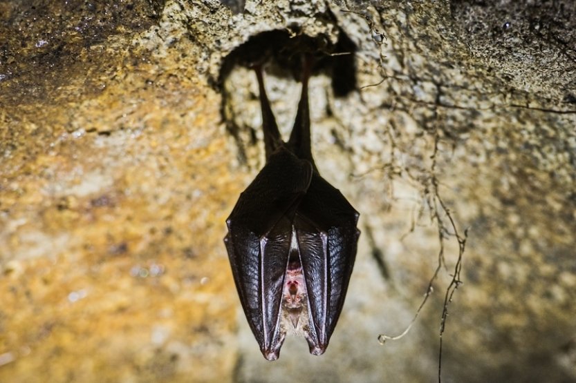 V Podyjí po roce sčítali netopýry, tradičně nejvíce bylo vrápenců