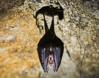 V Podyjí po roce sčítali netopýry, tradičně nejvíce bylo vrápenců