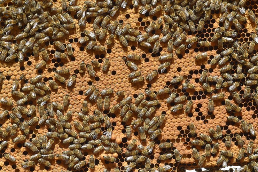 Chrudimský včelař: Včelaři mají přebytky medu, po pandemii jim ubyla klientela