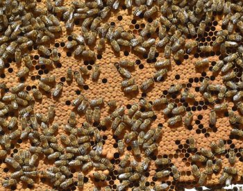 Chrudimský včelař: Včelaři mají přebytky medu, po pandemii jim ubyla klientela