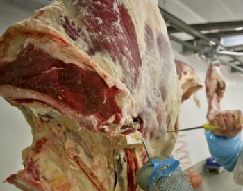 Výroba masa v ČR loni klesla na nejnižší úroveň nejméně od roku 2000