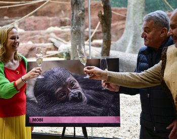 Mládě gorilí samičky v pražské zoo dnes dostalo jméno Mobi
