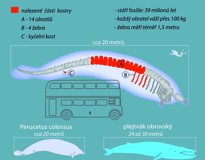 Pravěká velryba z Peru ohrožuje plejtváka na pozici nejtěžšího tvora všech dob