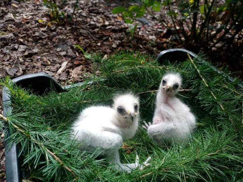 Liberecká zoo má poprvé čtyři mláďata raritního orla nejmenšího
