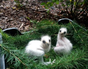 Liberecká zoo má poprvé čtyři mláďata raritního orla nejmenšího