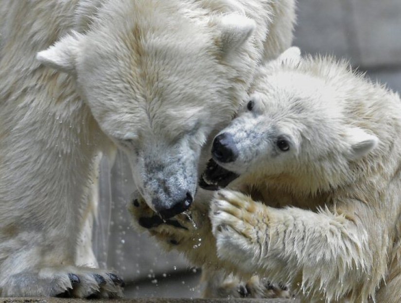 Lední medvědi kvůli tání ledů v Arktidě hladoví, uvedla studie