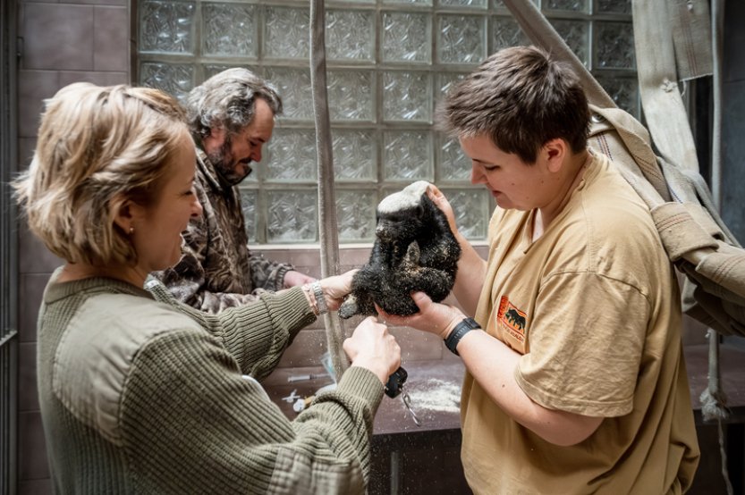 Zoo Dvůr Králové potřetí v historii odchovala medojeda kapského